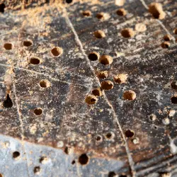 Madera atacada por Carcomas Foto de Madera con Carcomas