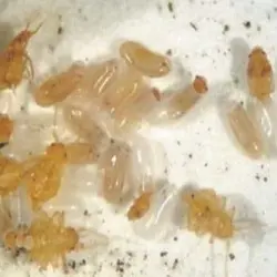 Huevos y Chinches nacimiento Huevos de Chinche