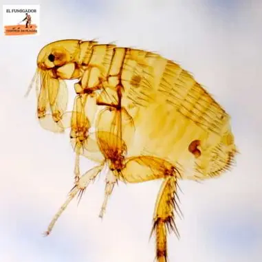 Pulga Microscopio Foto de Pulga