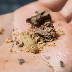 Termita reina Foto de termita reina