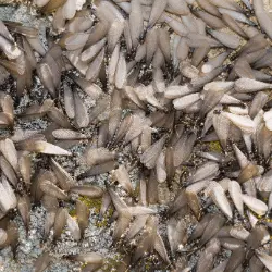 termitas voladoras Foto de enjambre de termitas