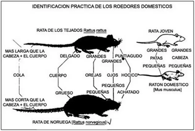 Diferencia entre rata y raton